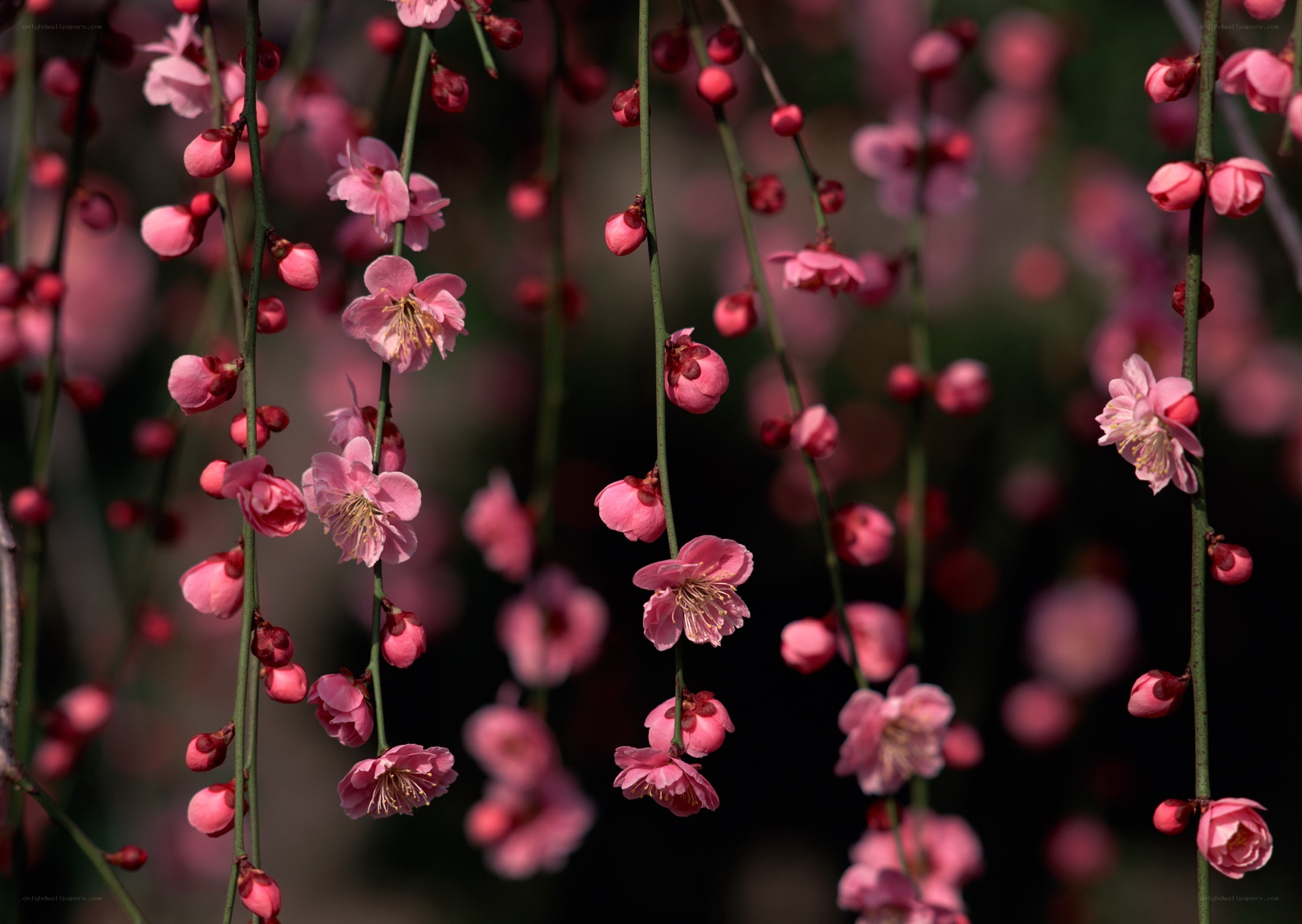 Pink cherry blossoms in bloom