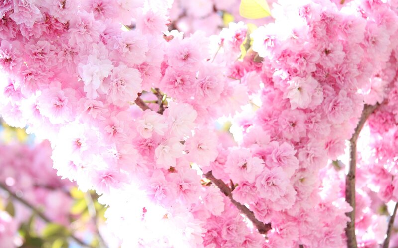 Pink cherry blossoms in bloom