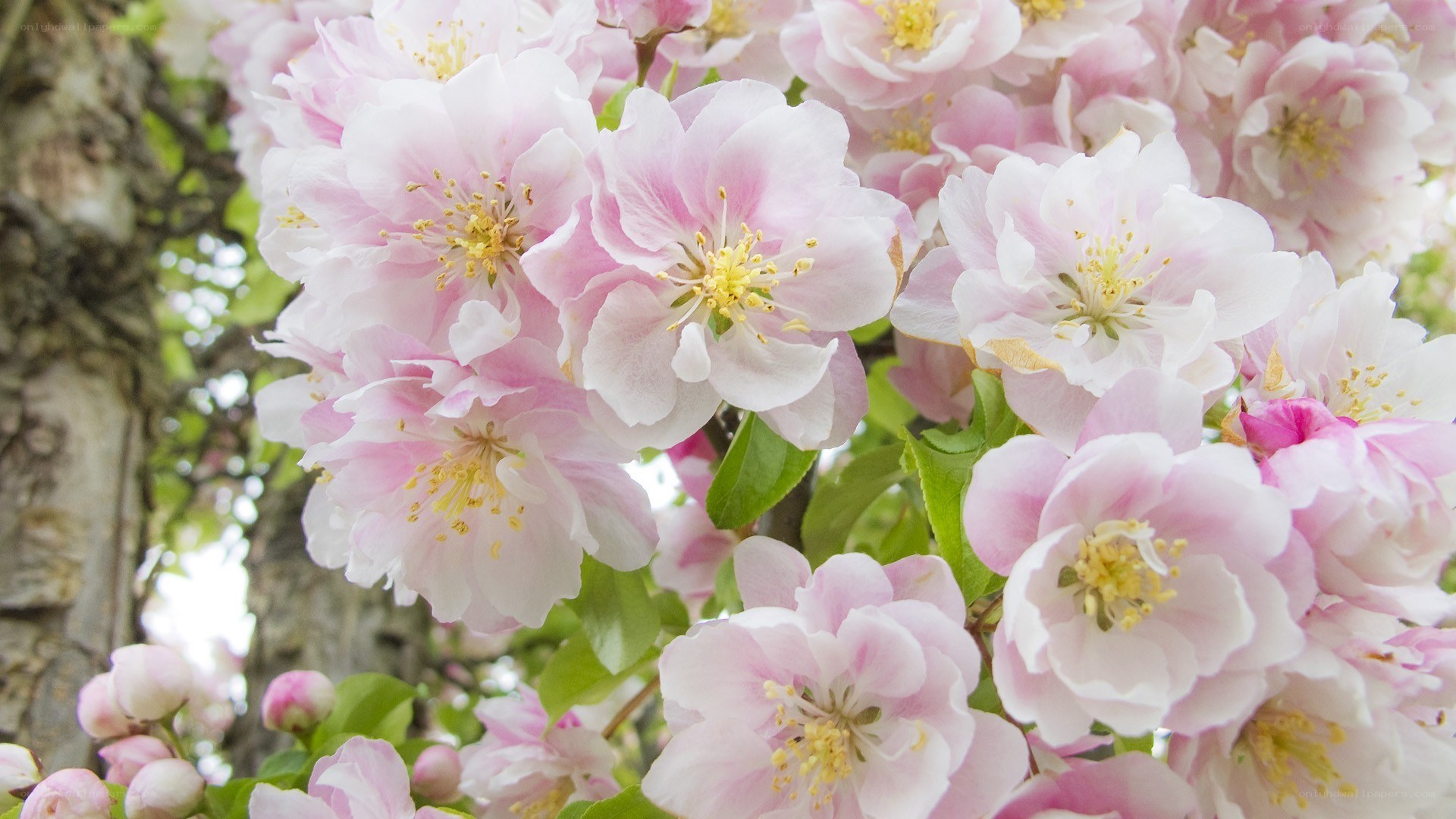 Pink cherry blossoms in bloom