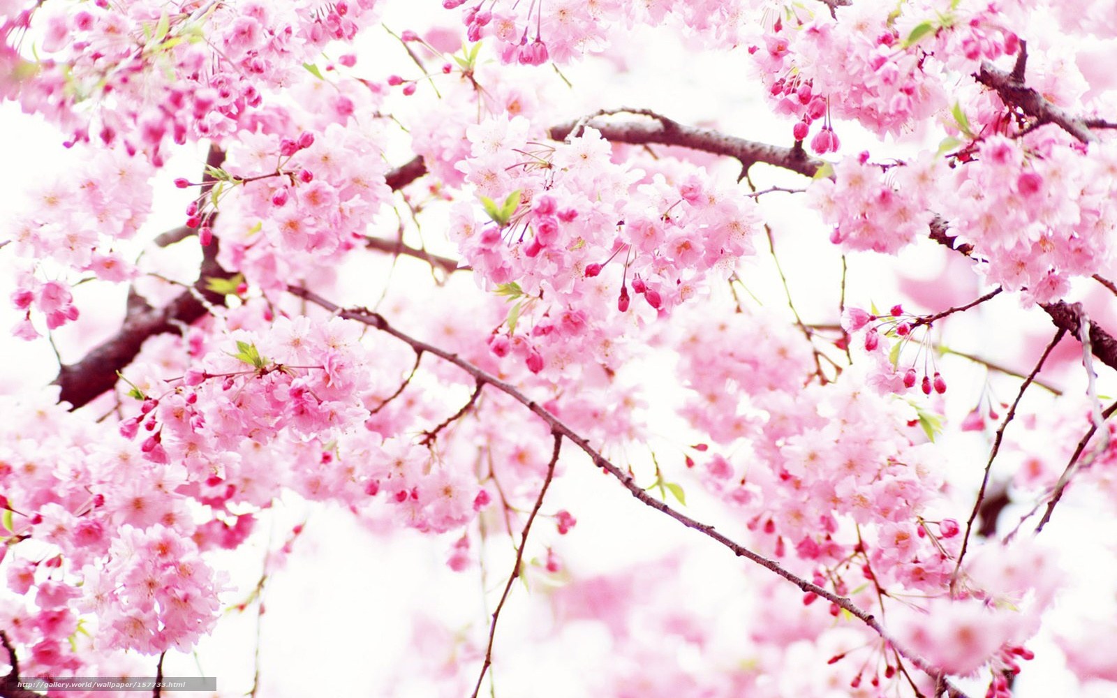Pink cherry blossoms in bloom
