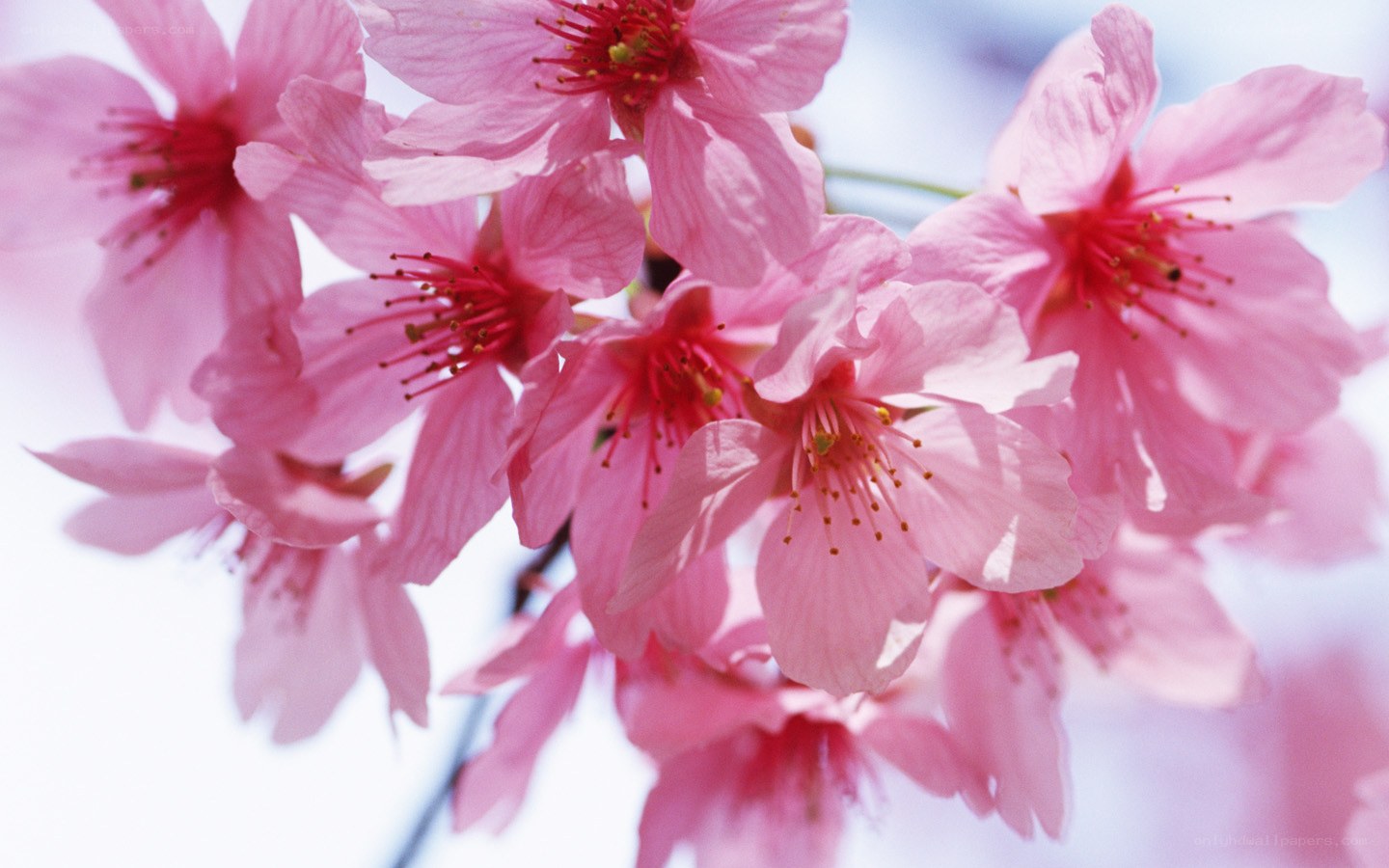Pink cherry blossoms in bloom
