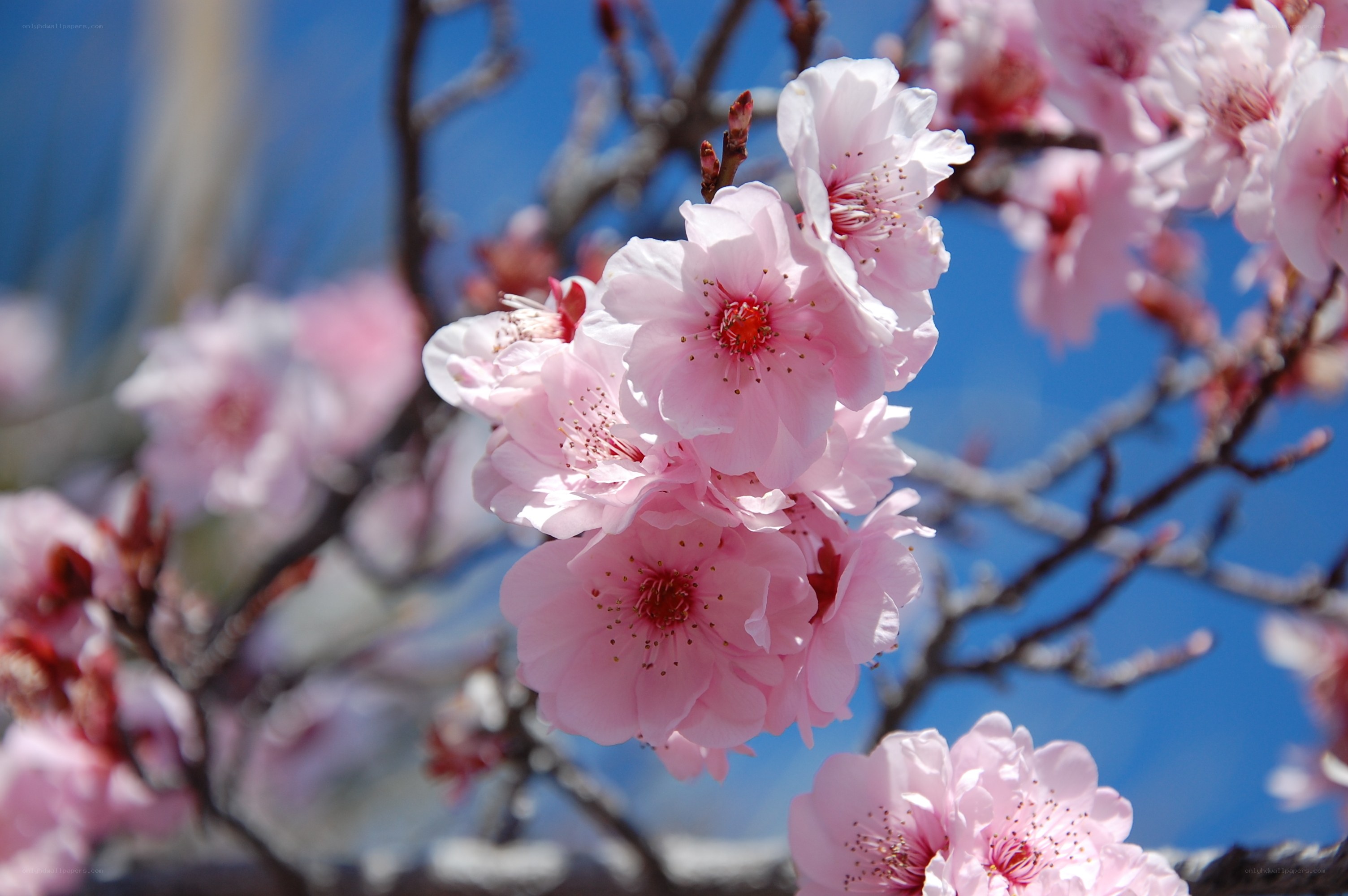 Pink cherry blossoms in bloom
