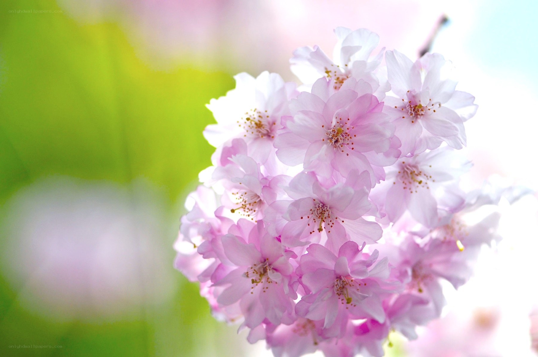 Pink cherry blossoms in bloom