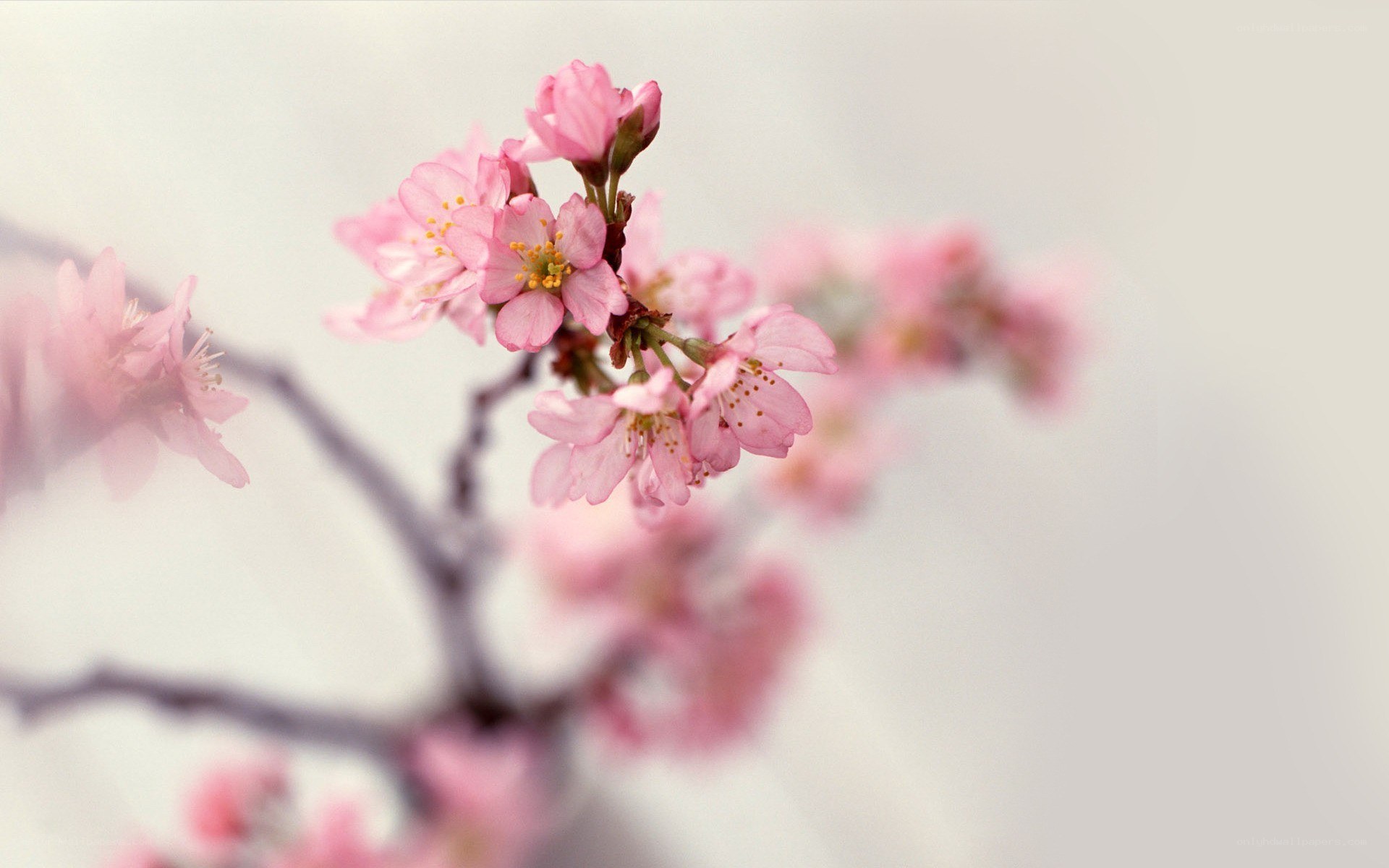 Pink cherry blossoms in bloom