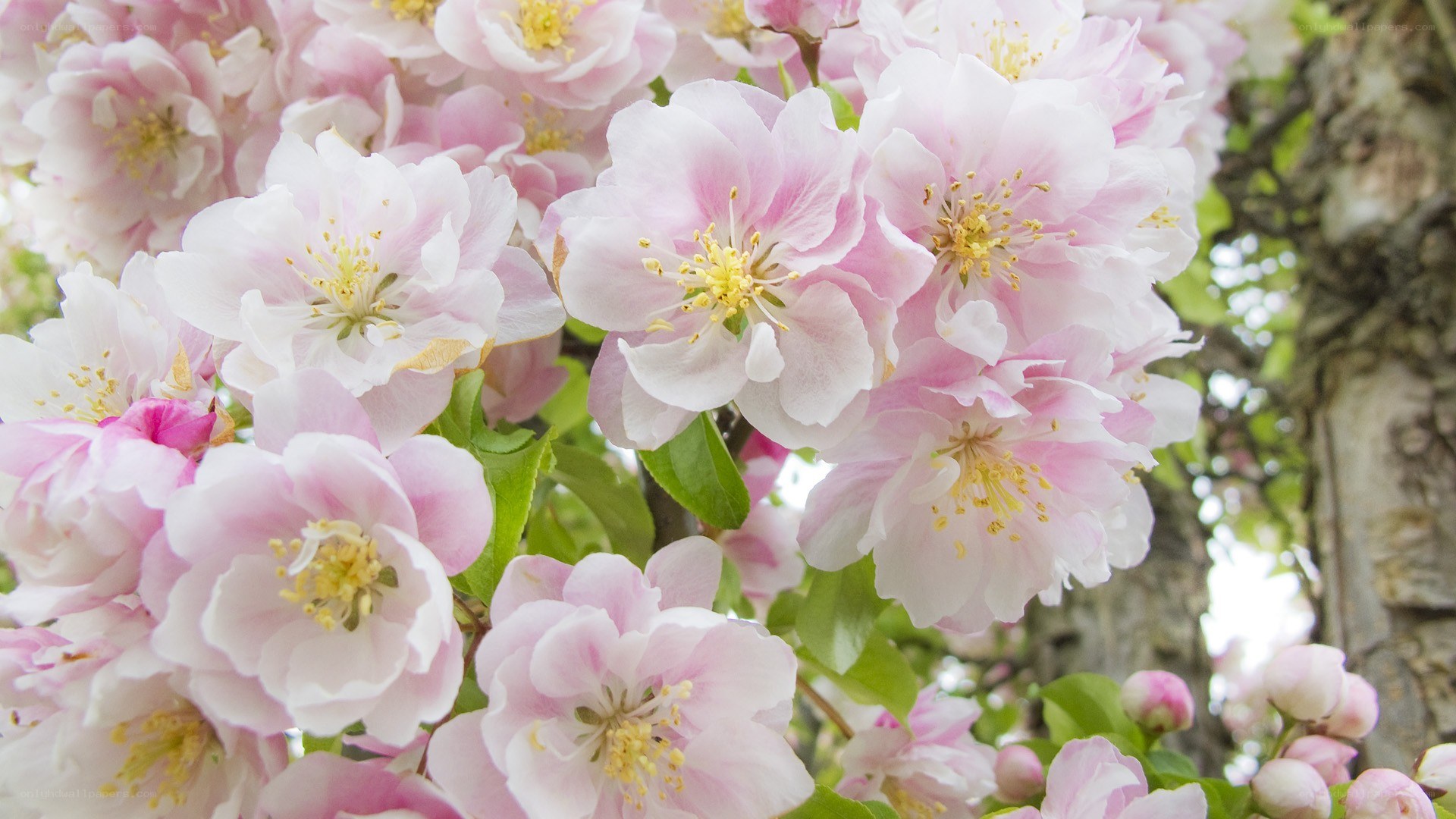 Pink cherry blossoms in bloom