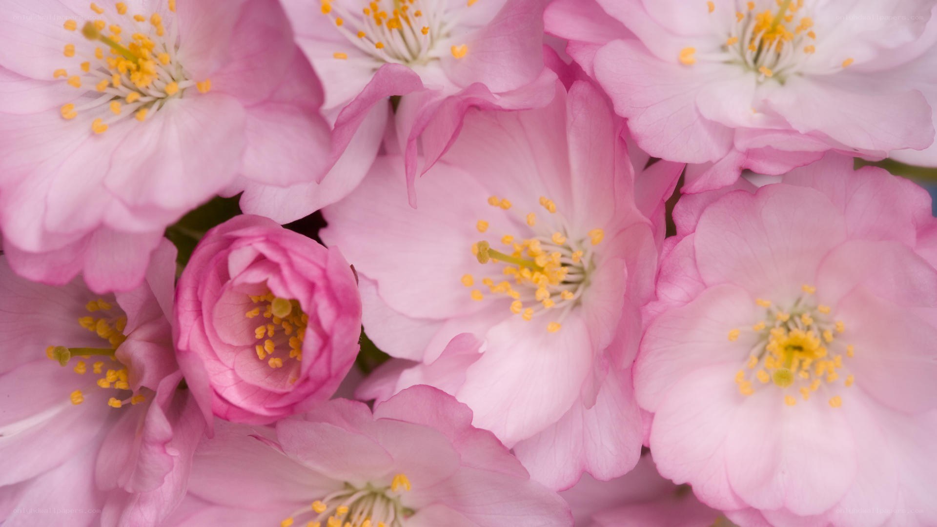 Pink cherry blossoms in bloom