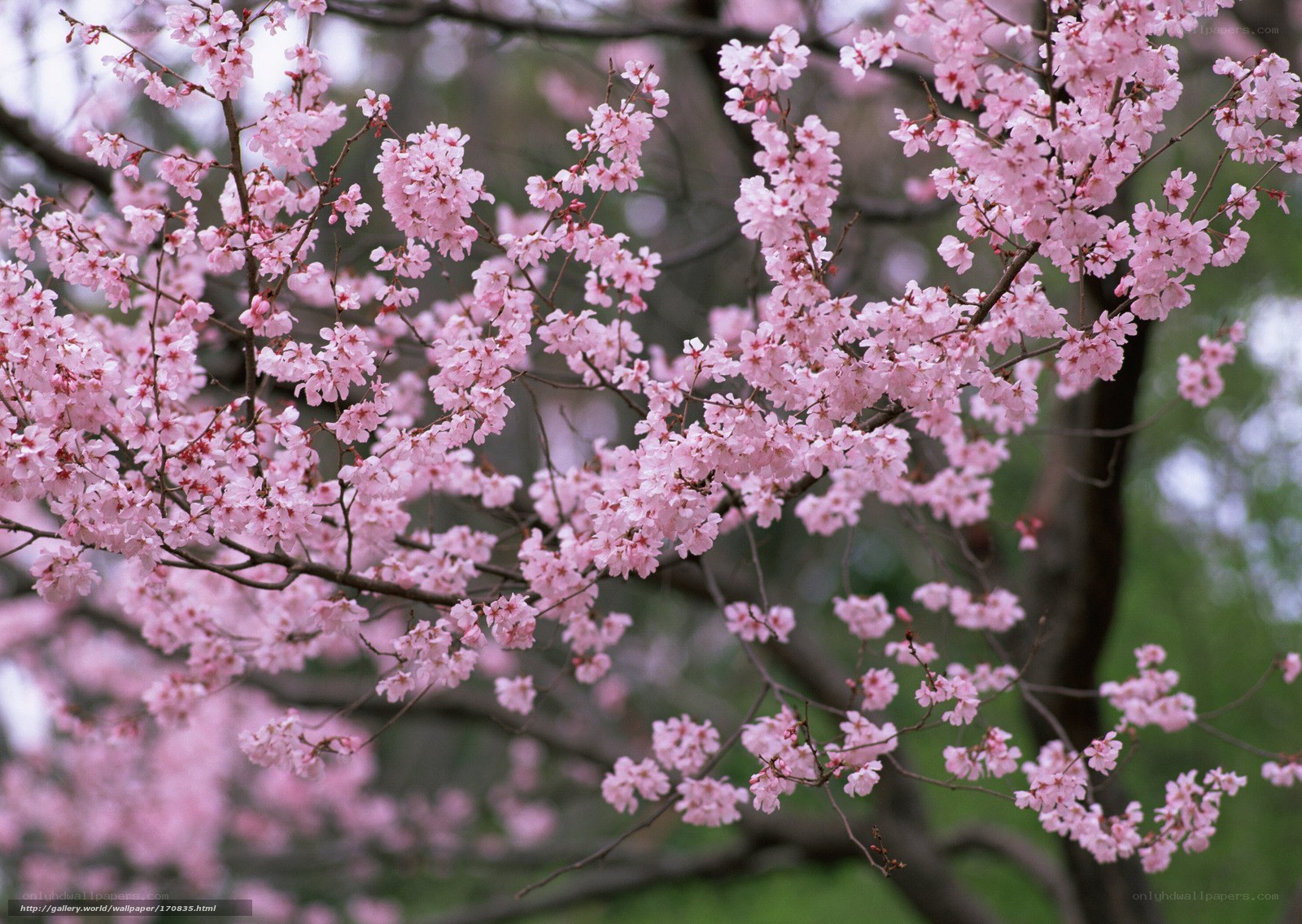 Pink cherry blossoms in bloom