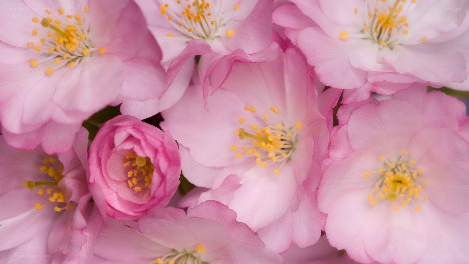 Pink cherry blossoms in bloom