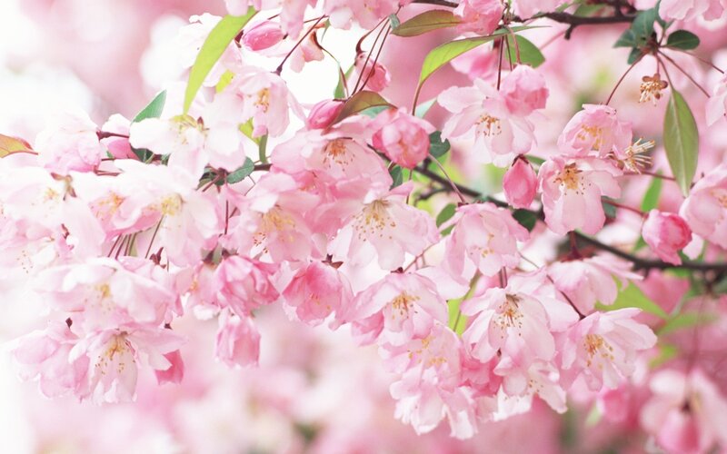 Pink cherry blossoms in bloom