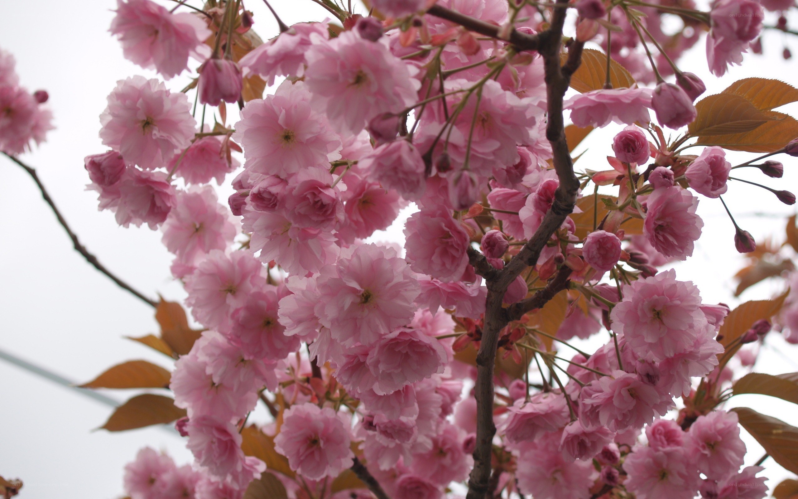 Pink cherry blossoms in bloom