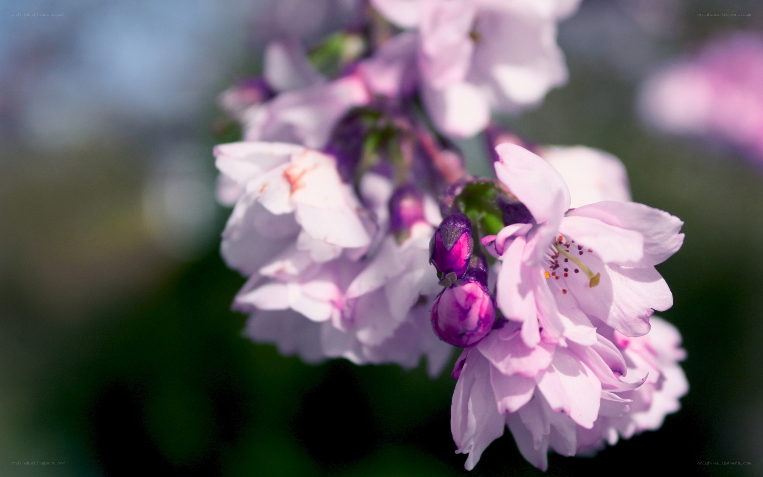 Pink cherry blossoms in bloom