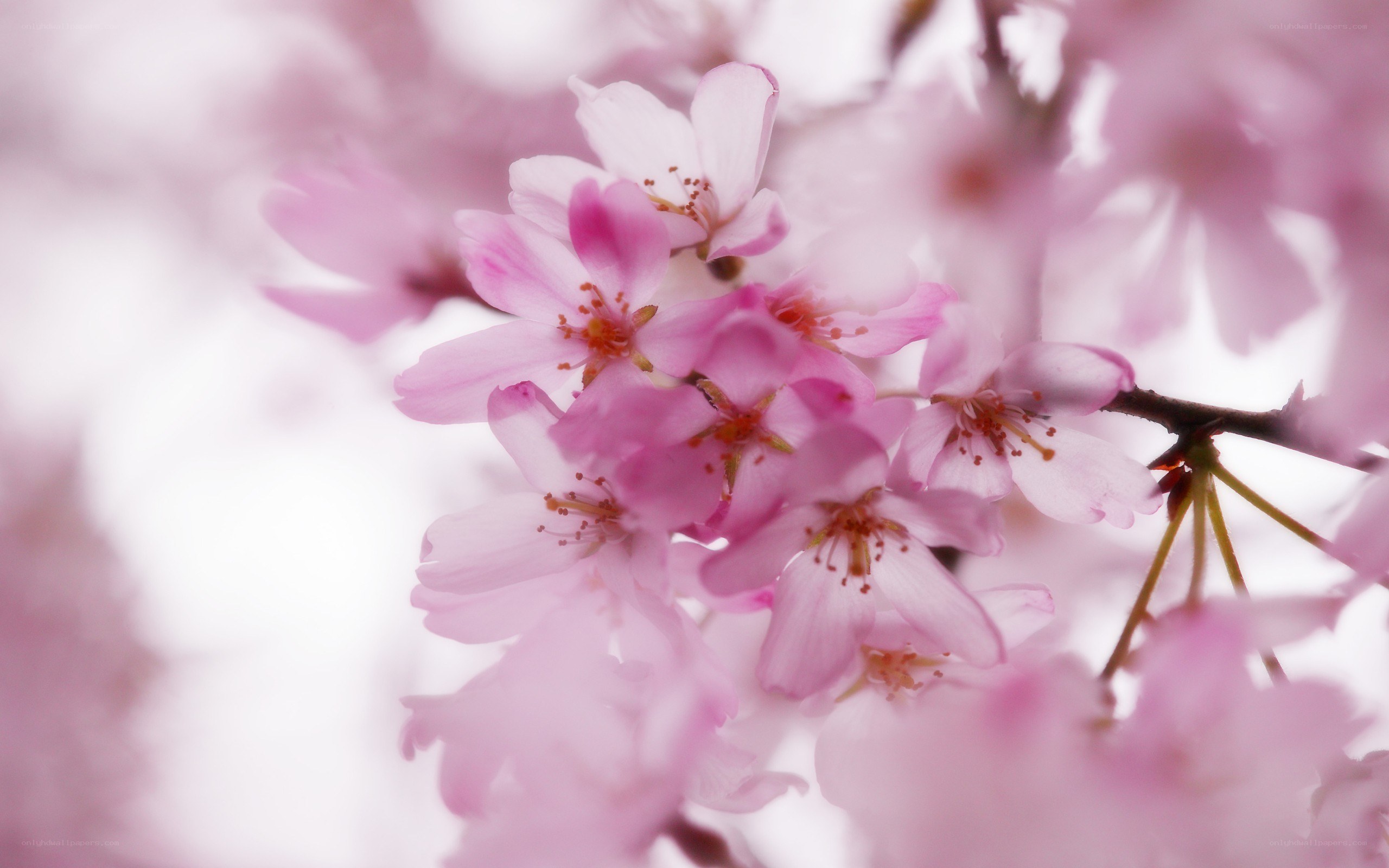 Pink cherry blossoms in bloom