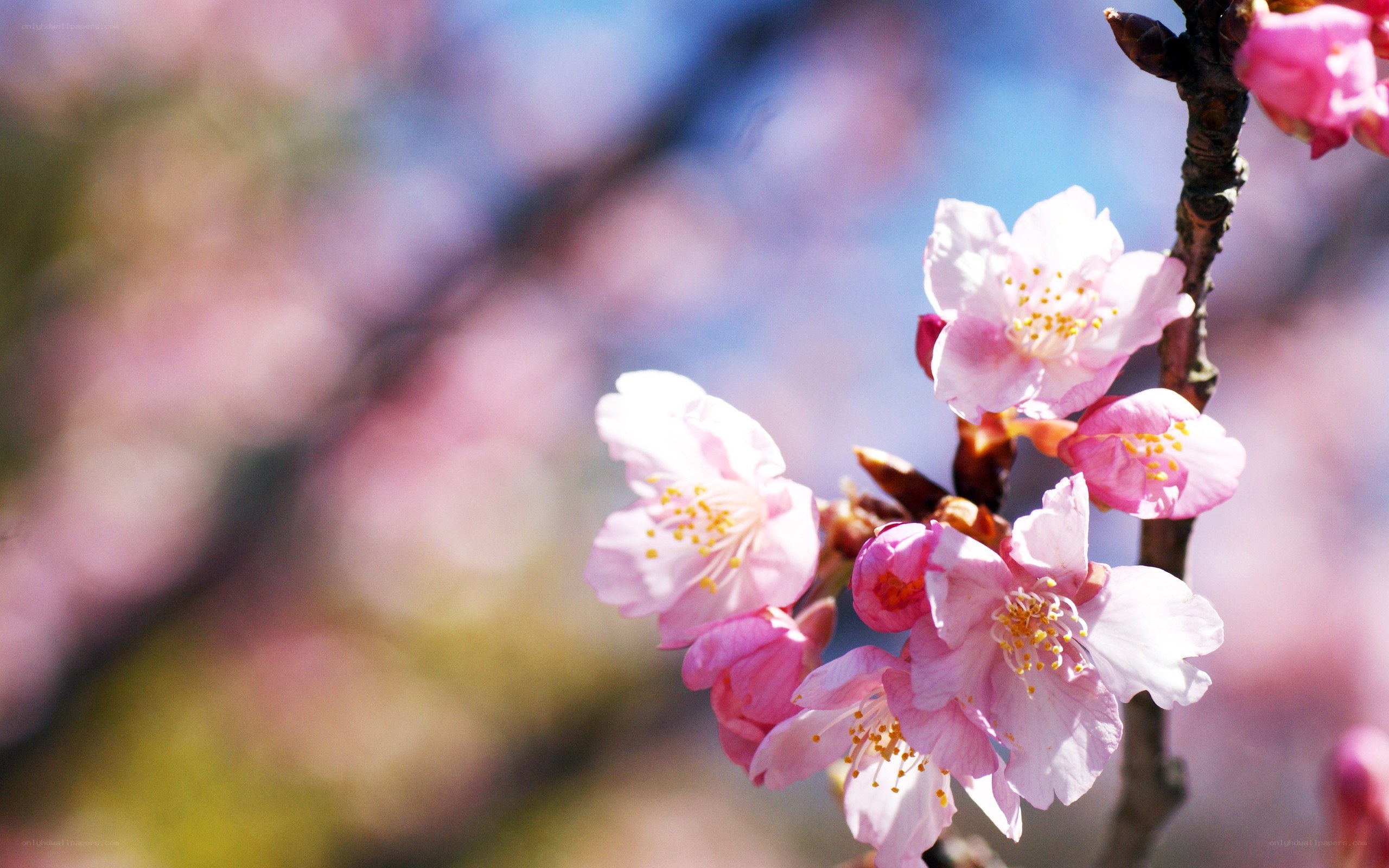 Pink cherry blossoms in bloom