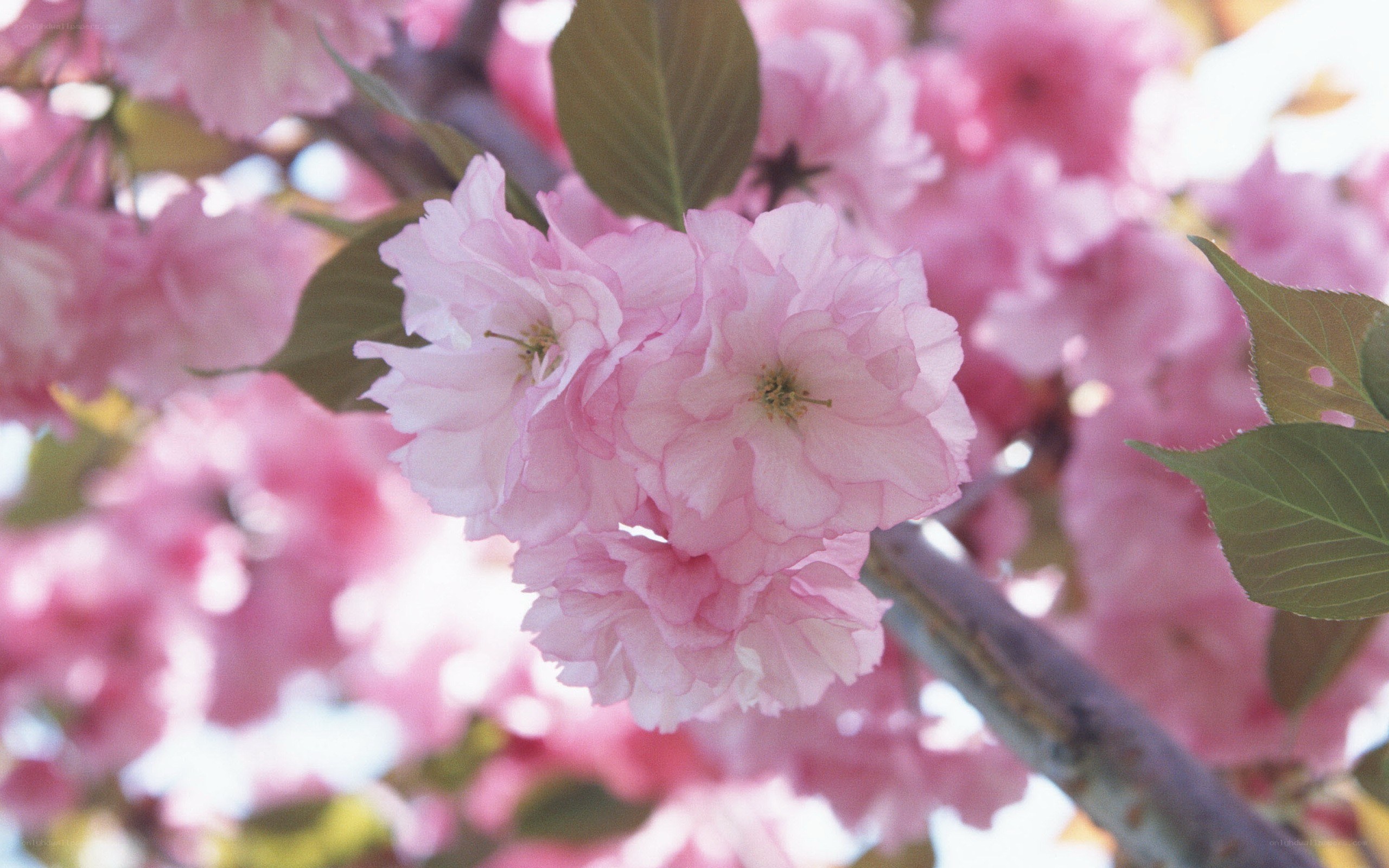 Pink cherry blossoms in bloom