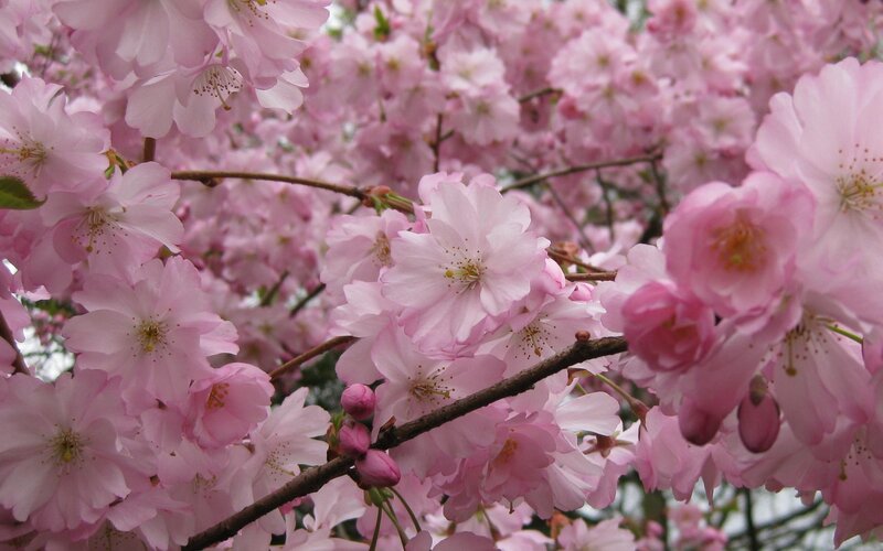 Pink cherry blossoms in bloom