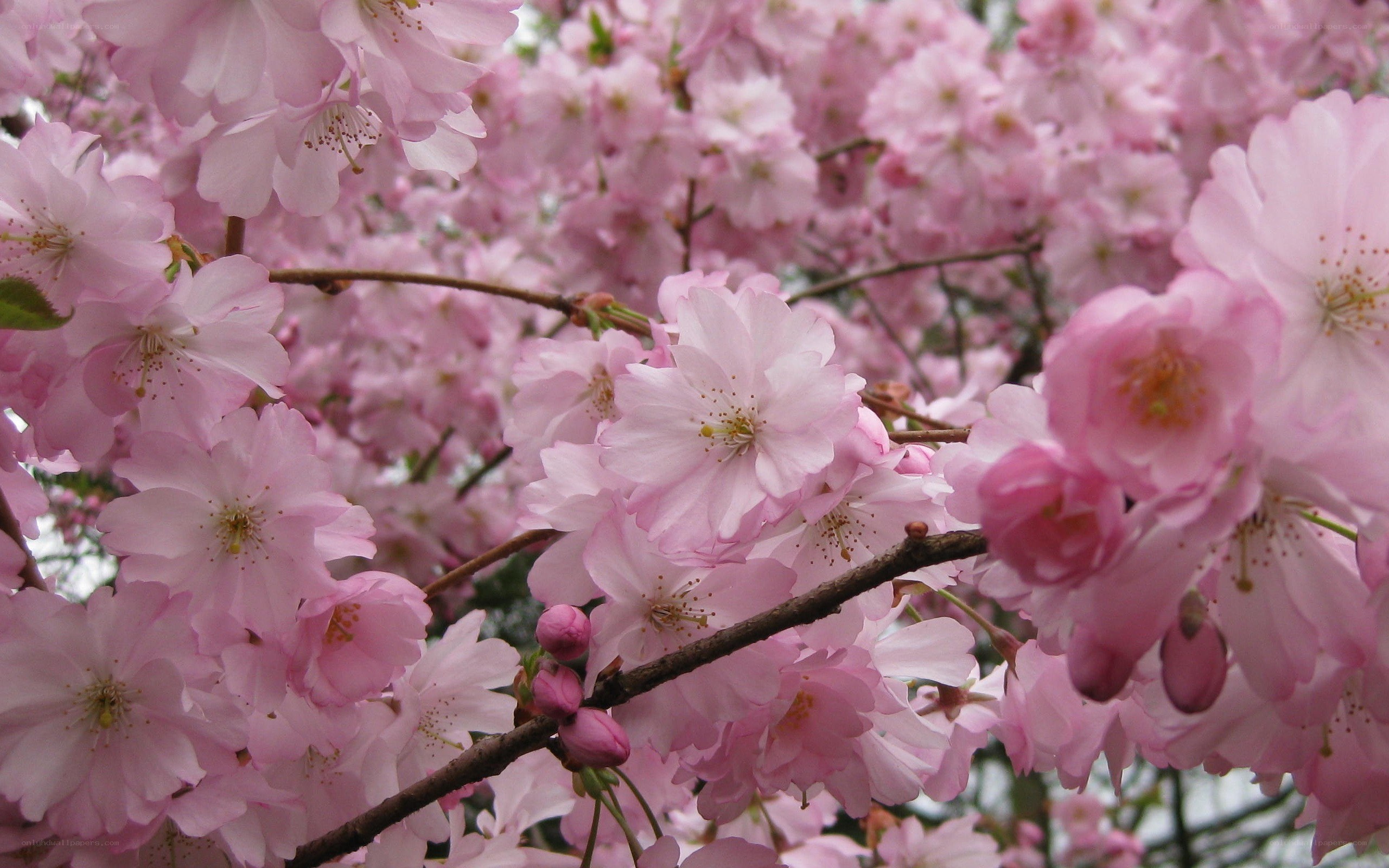 Pink cherry blossoms in bloom