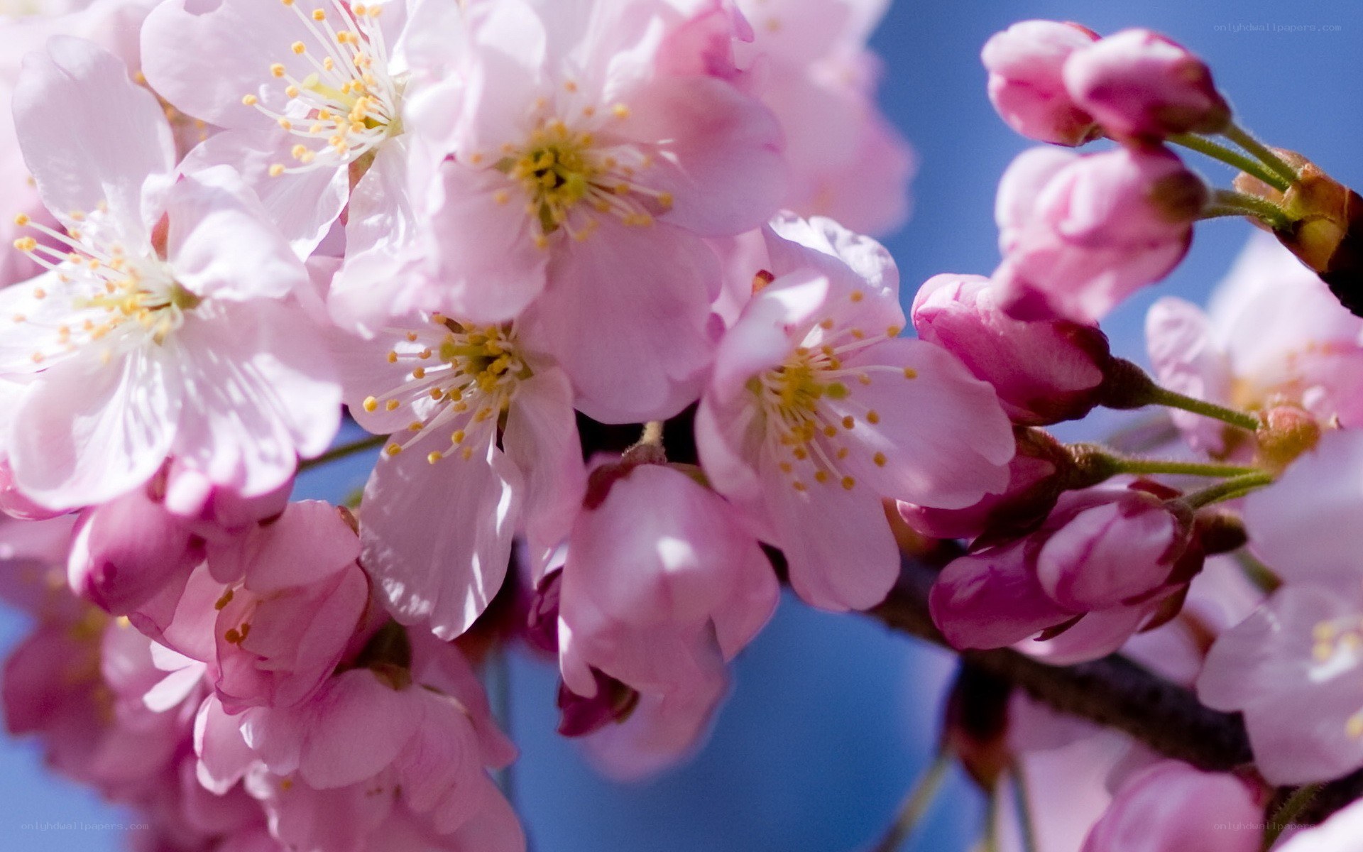 Pink cherry blossoms in bloom