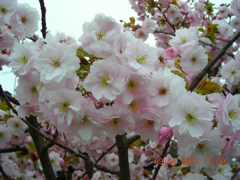 Pink cherry blossoms in bloom