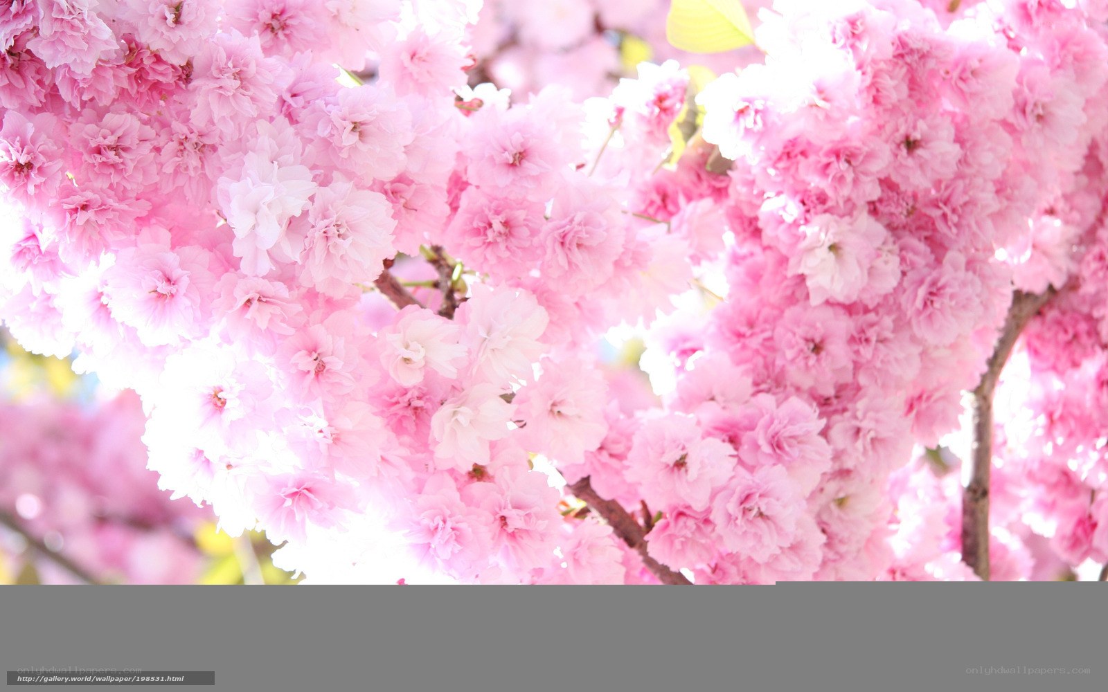 Pink cherry blossoms in bloom