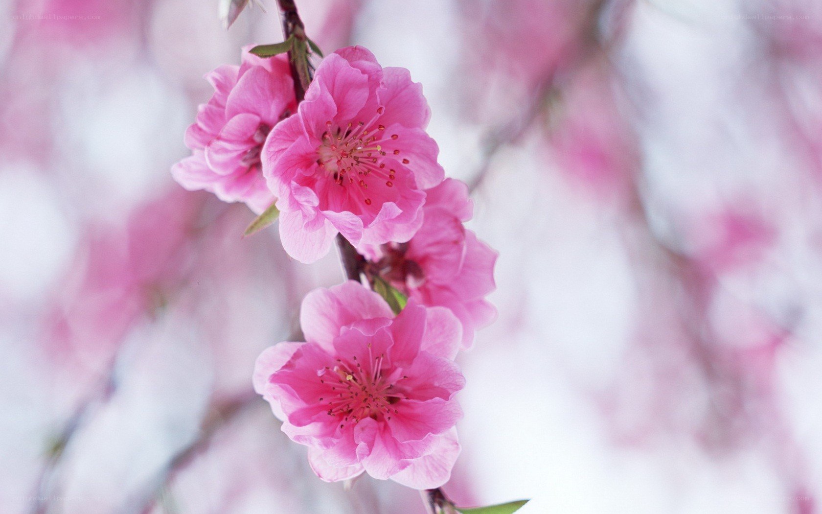 Pink cherry blossoms in bloom