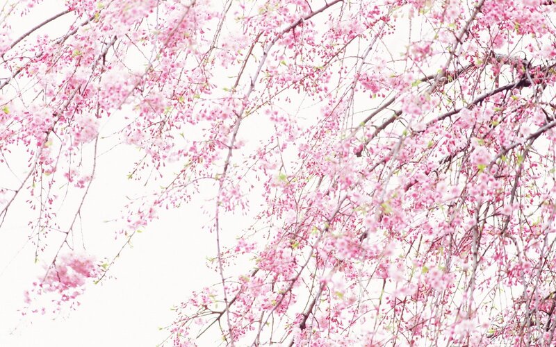 Pink cherry blossoms in bloom