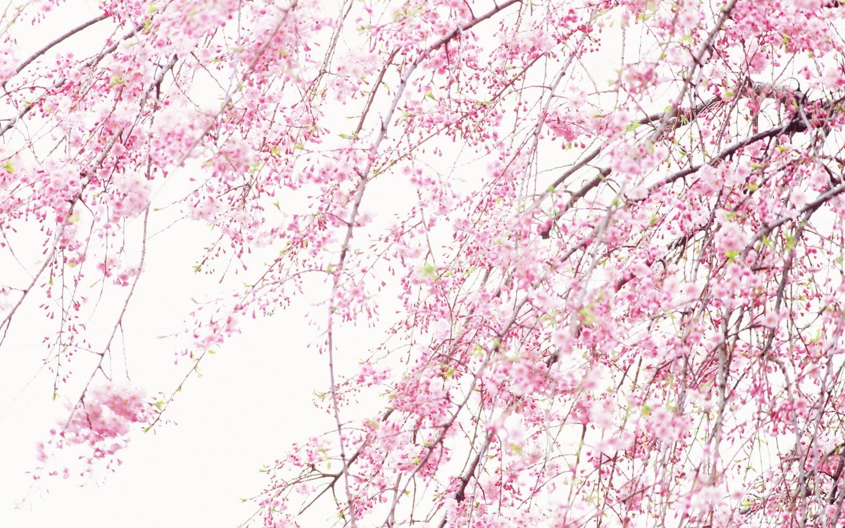 Pink cherry blossoms in bloom