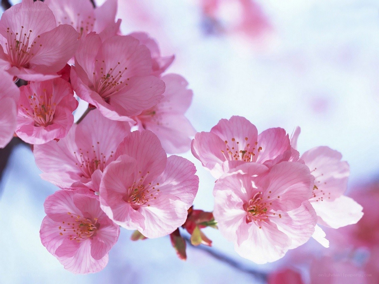 Pink cherry blossoms in bloom