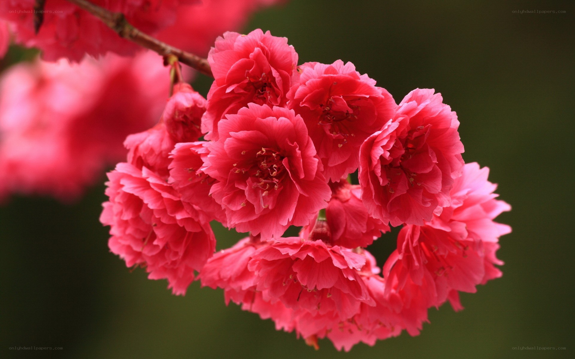 Pink cherry blossoms in bloom