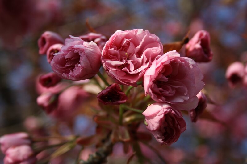 Pink cherry blossoms in bloom