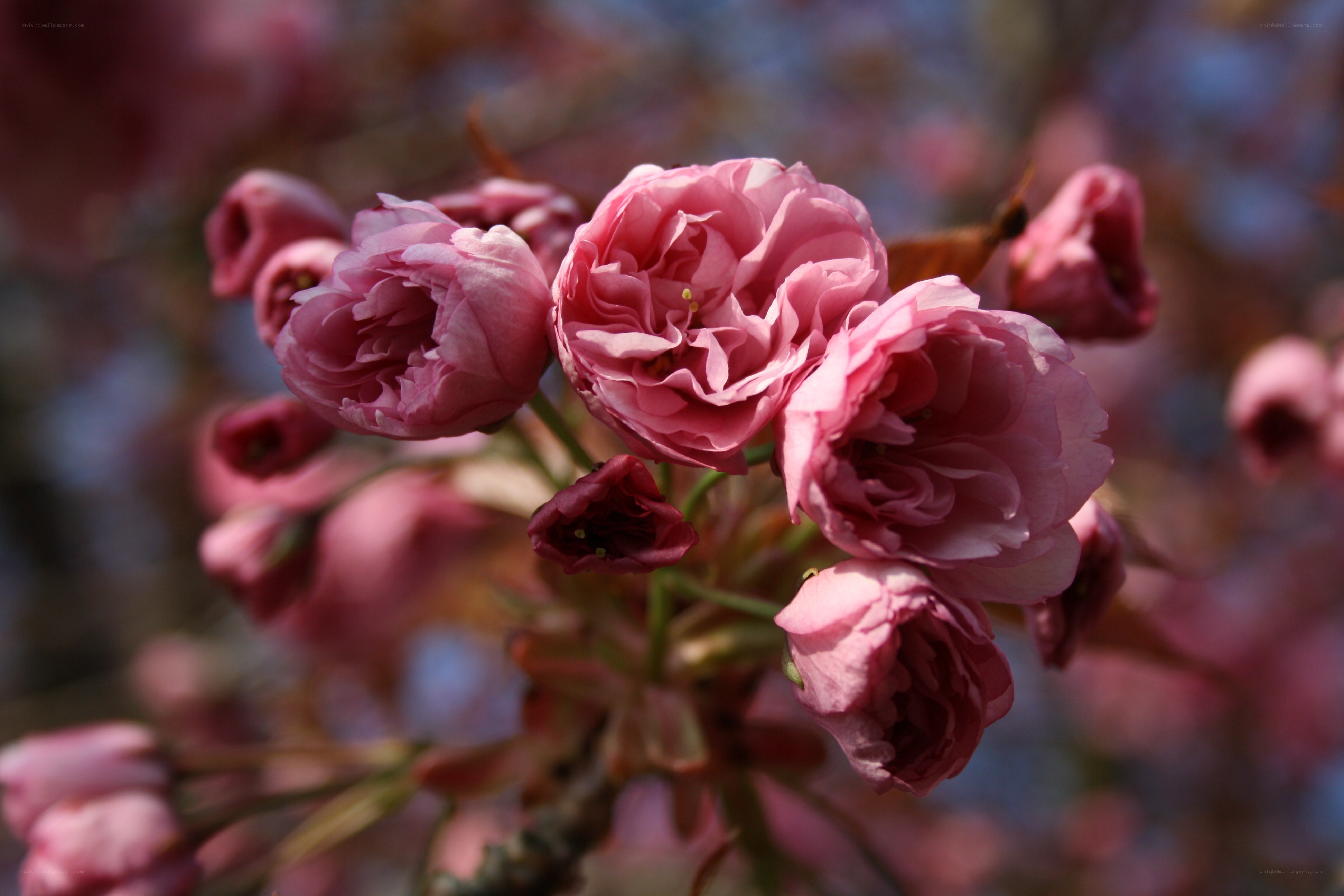 Pink cherry blossoms in bloom