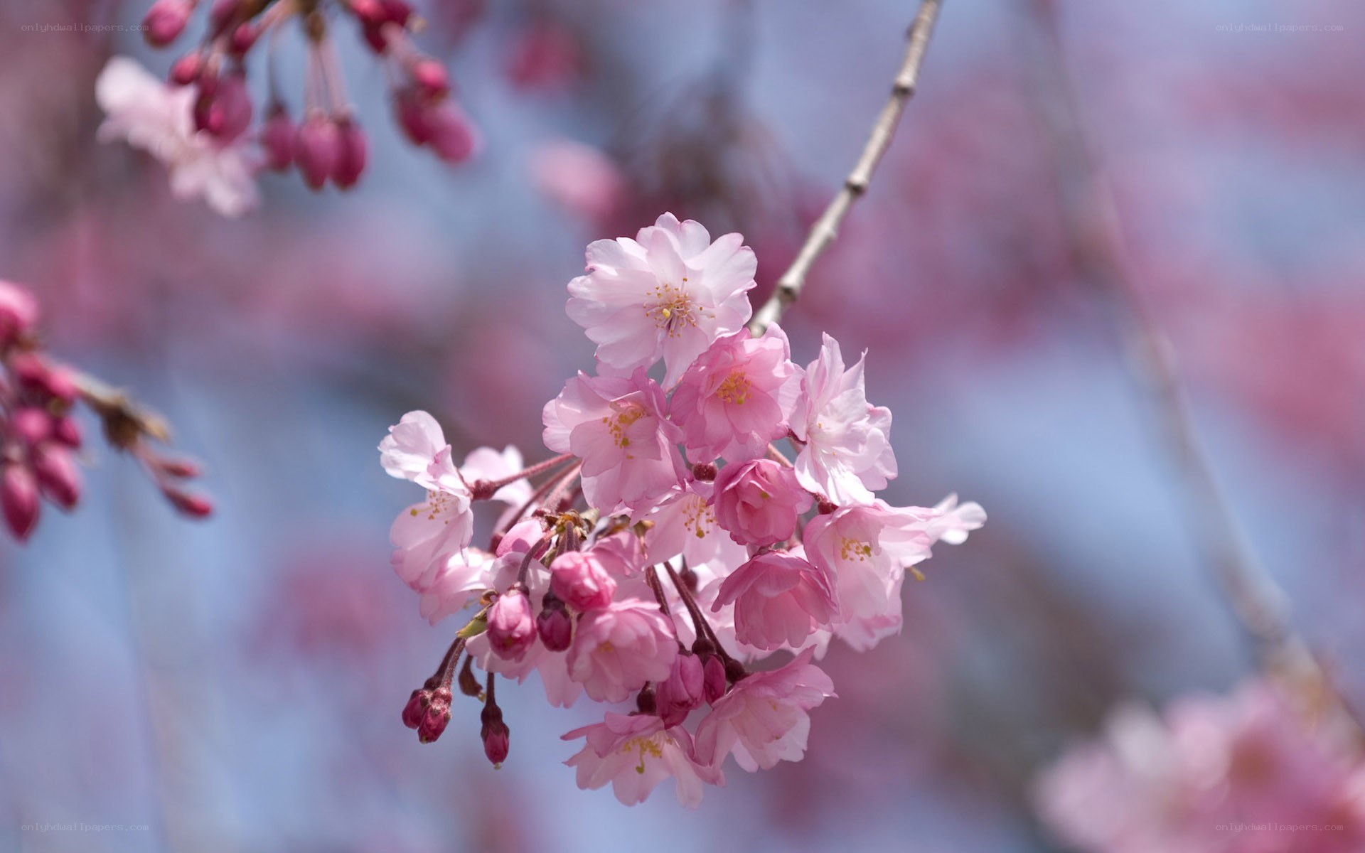 Pink cherry blossoms in bloom
