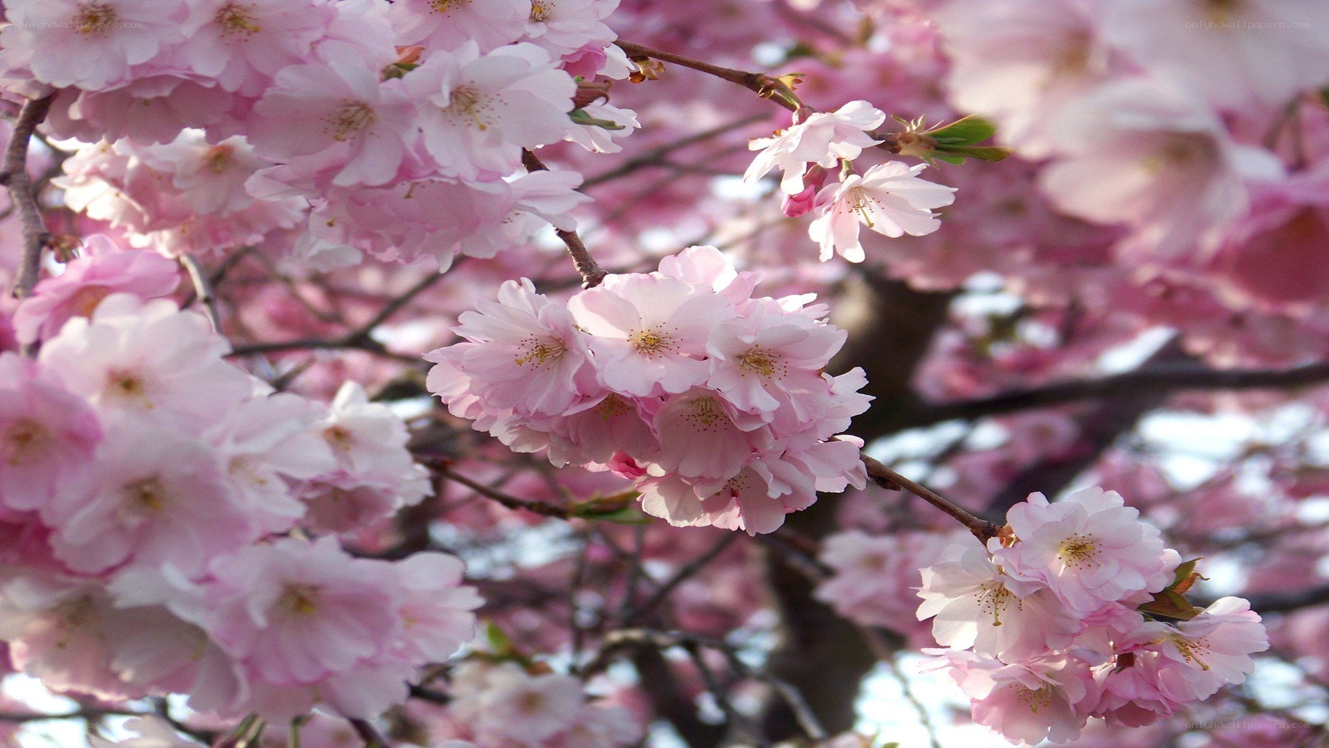 Pink cherry blossoms in bloom
