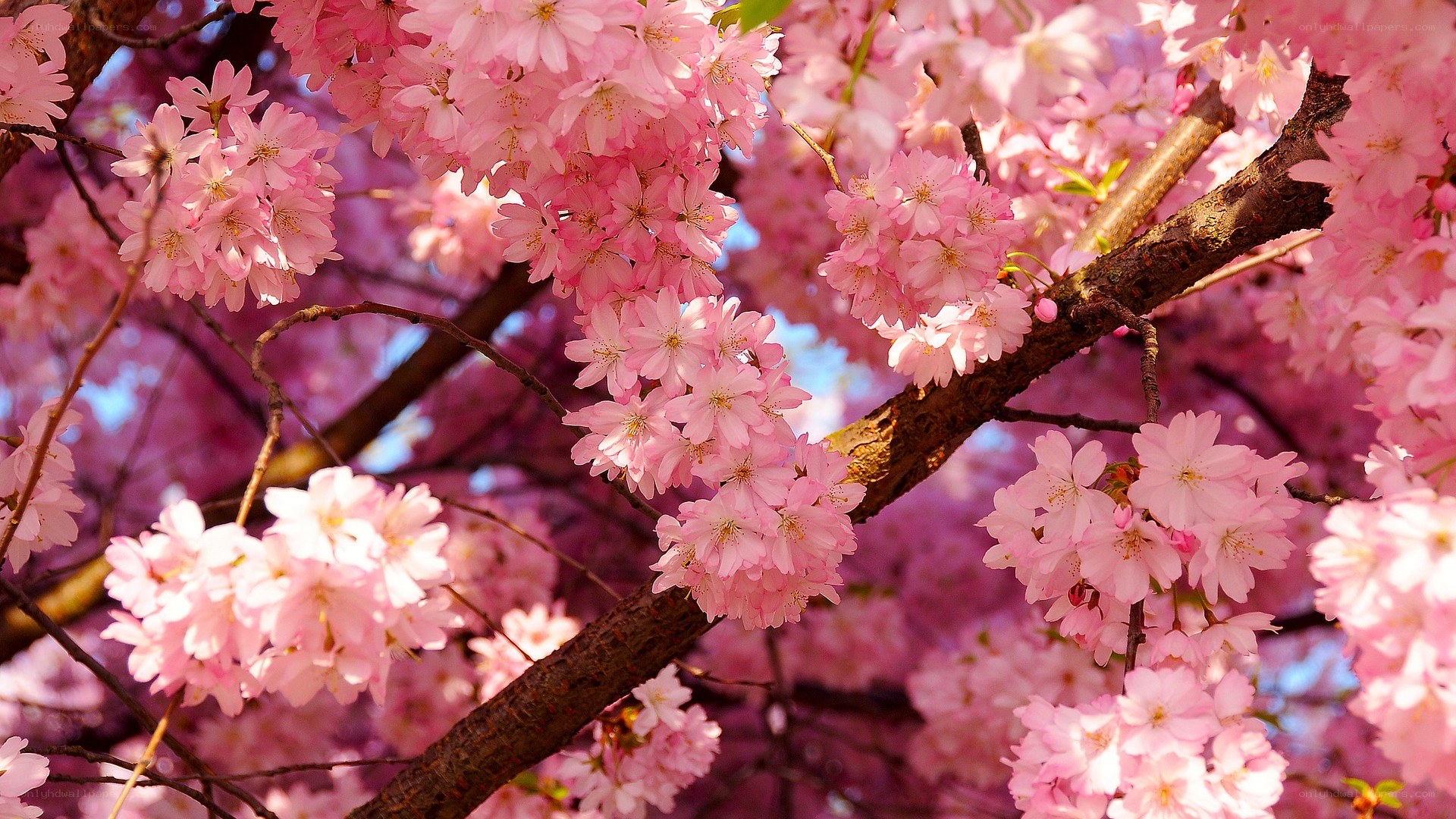 Pink cherry blossoms in bloom