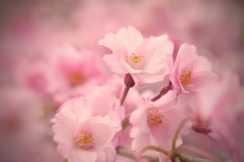 Pink cherry blossoms in bloom