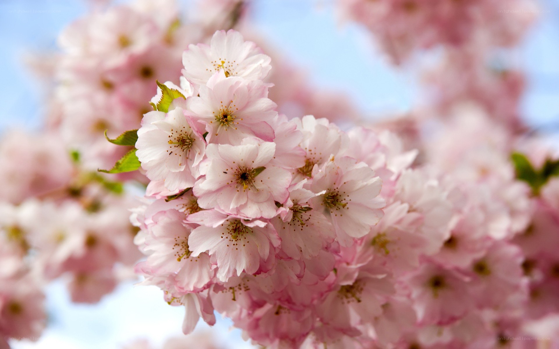 Pink cherry blossoms in bloom