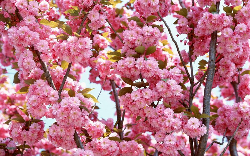 Pink cherry blossoms in bloom