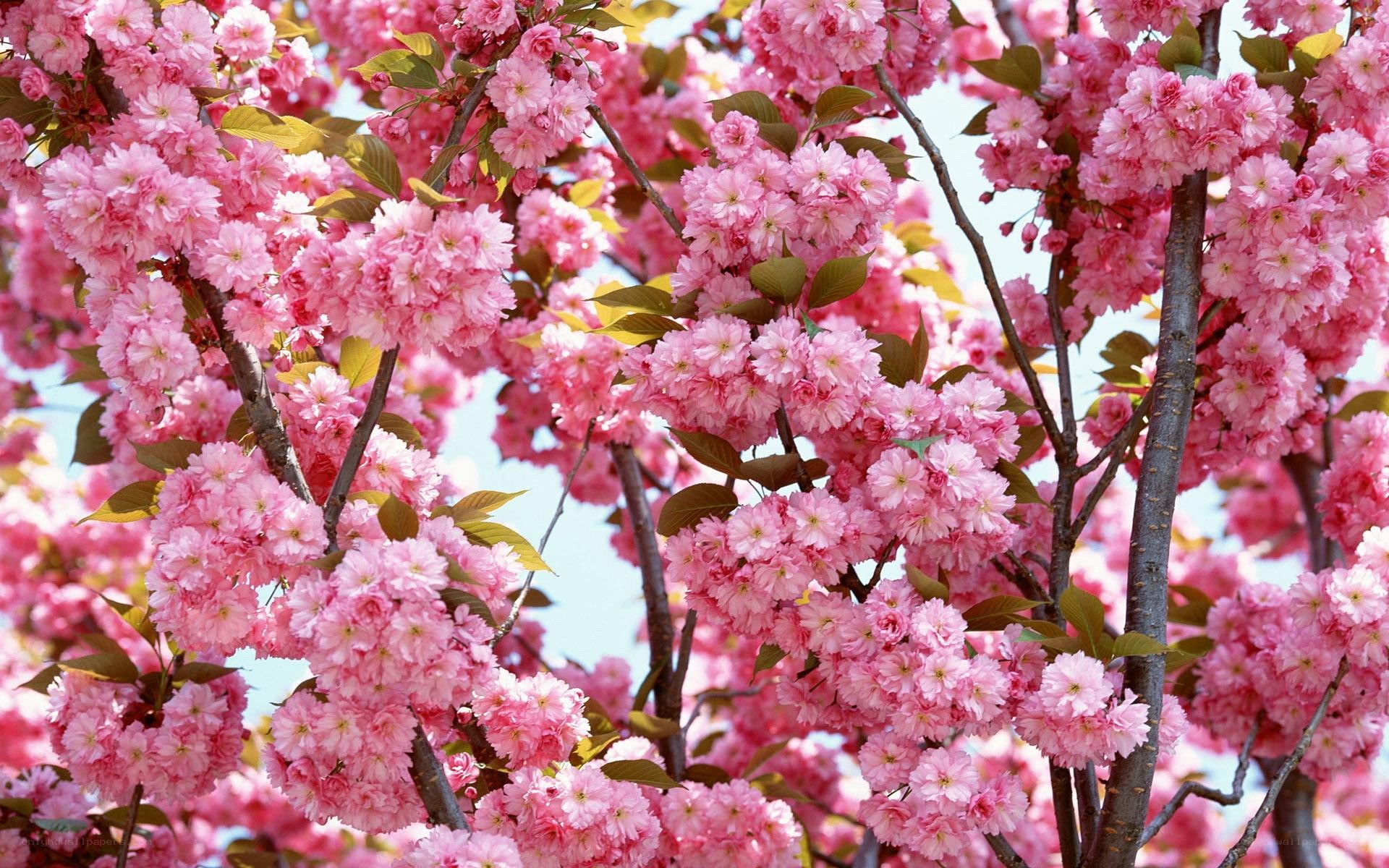 Pink cherry blossoms in bloom