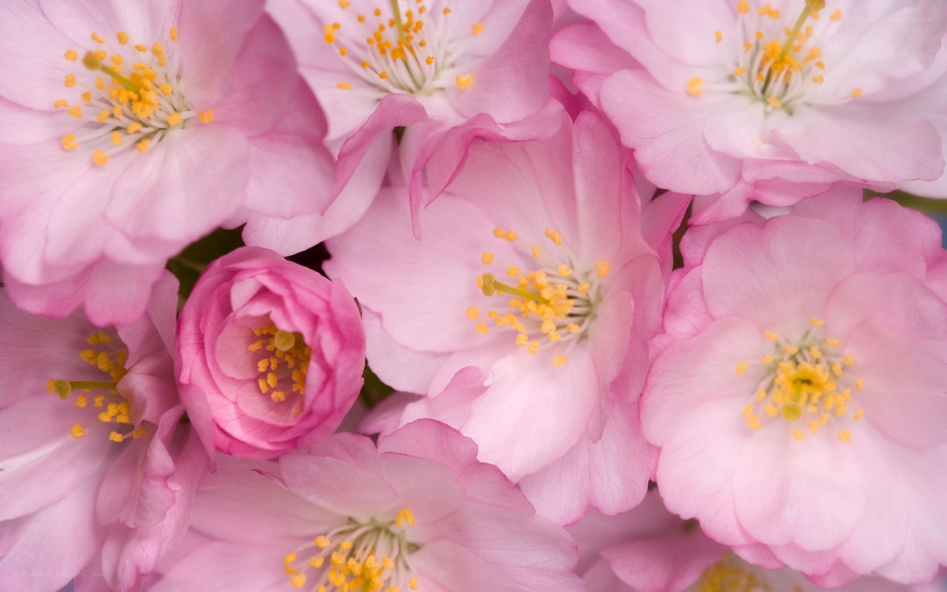 Pink cherry blossoms in bloom
