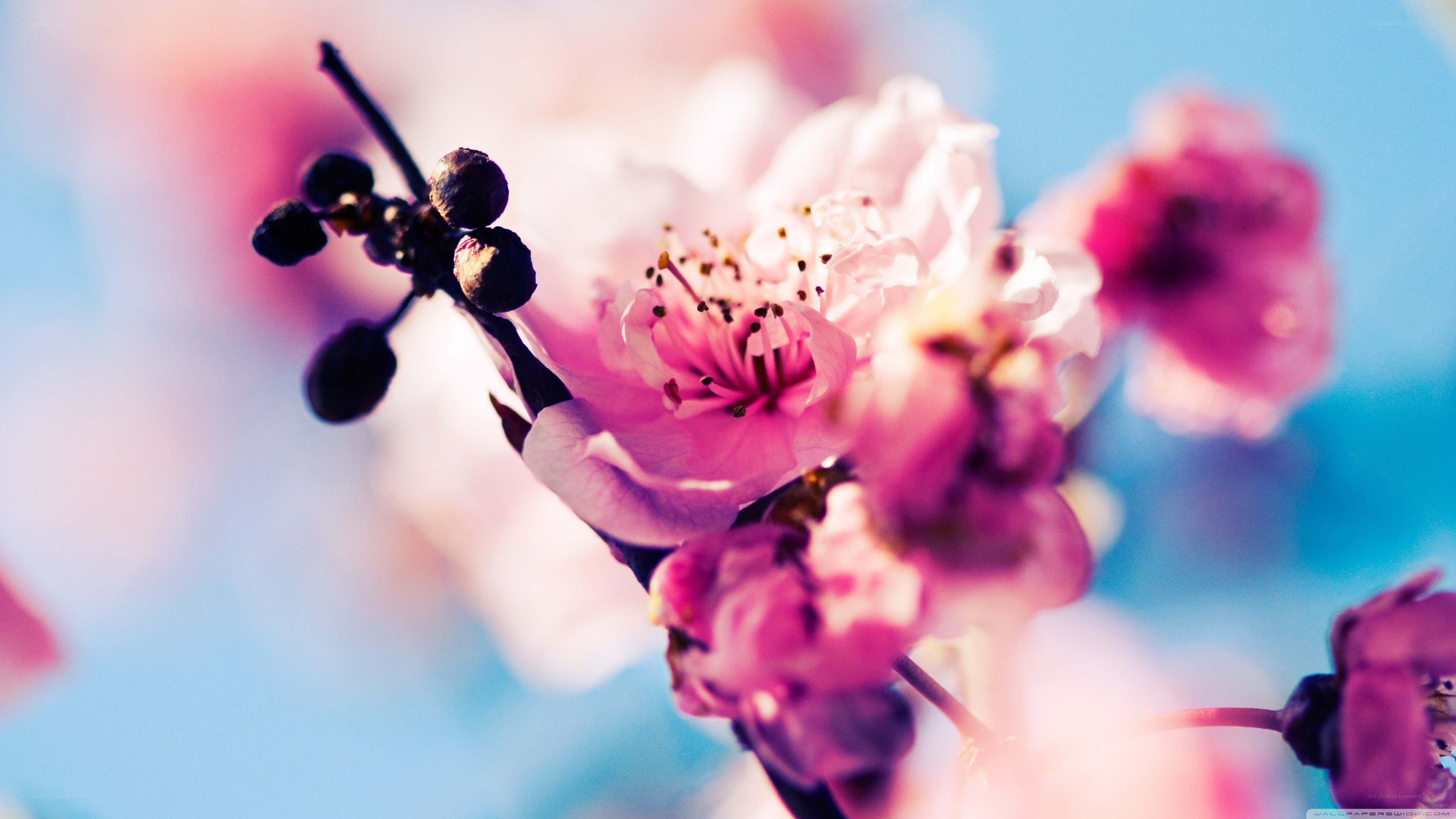 Pink cherry blossoms in bloom
