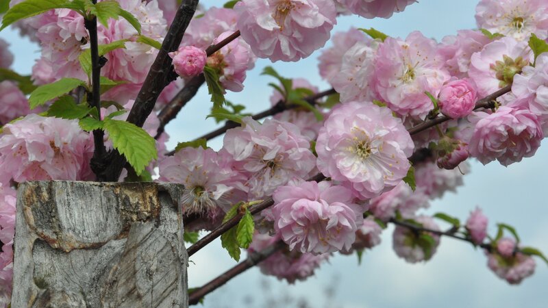 Pink cherry blossoms in bloom