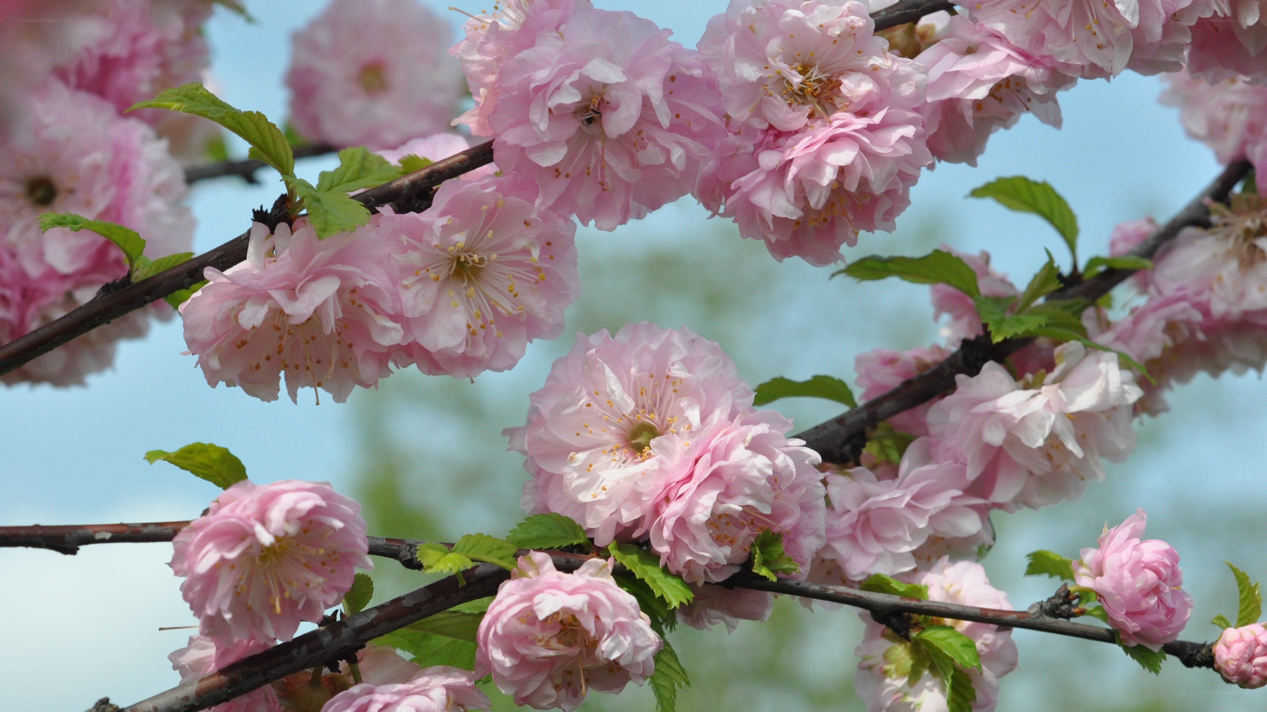 Pink cherry blossoms in bloom