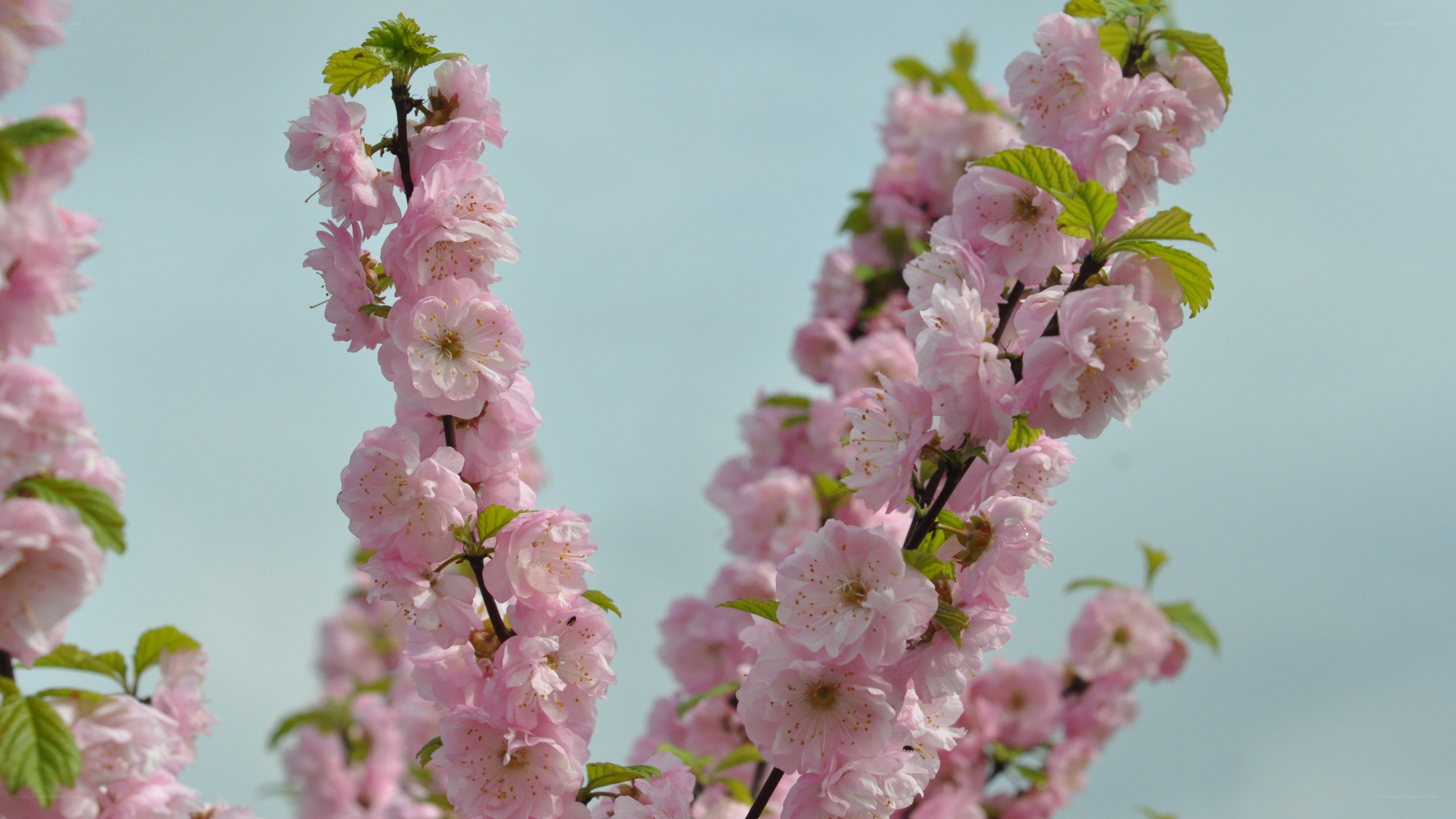 Pink cherry blossoms in bloom