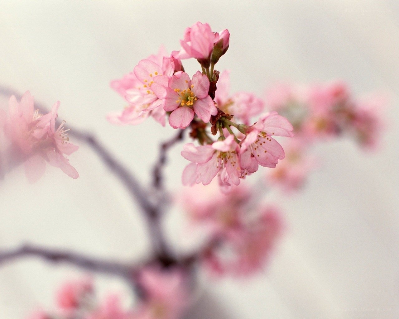 Pink cherry blossoms in bloom
