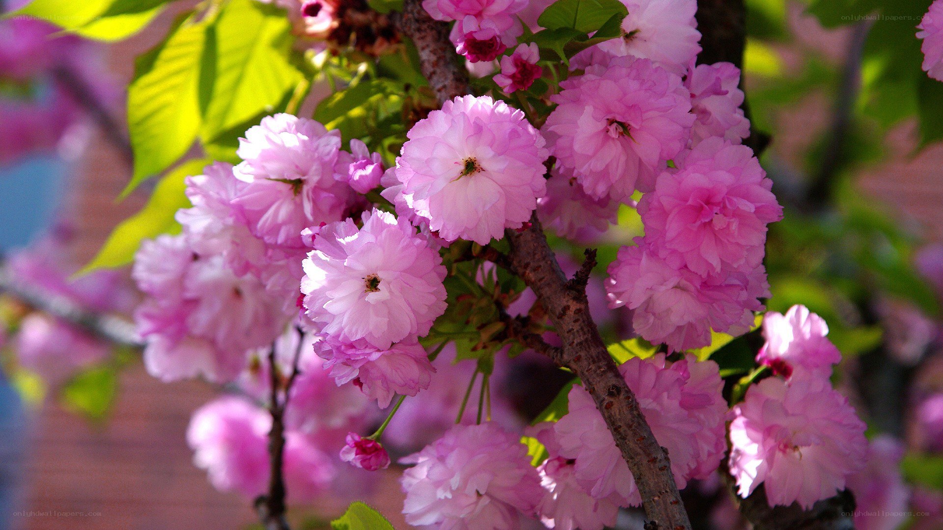 Pink cherry blossoms in bloom