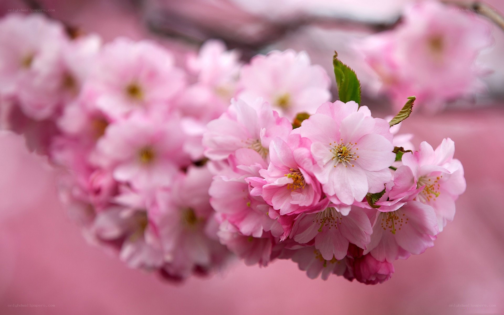 Pink cherry blossoms in bloom