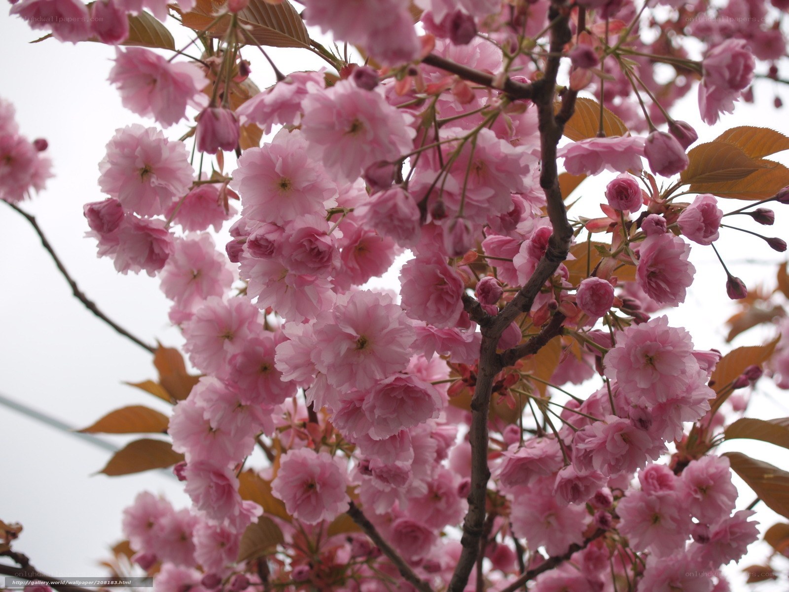 Pink cherry blossoms in bloom