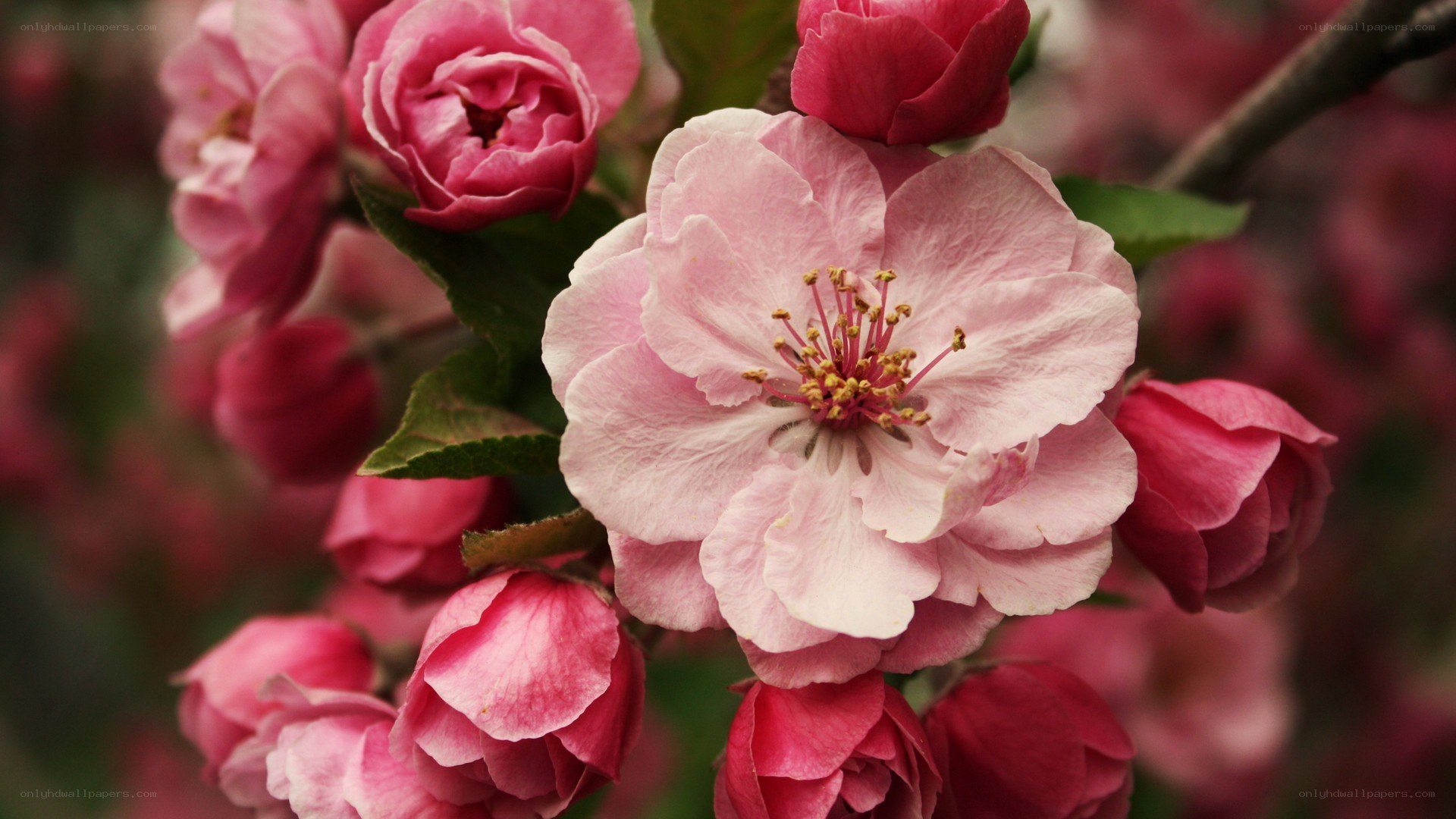 pink cherry blossoms in bloom