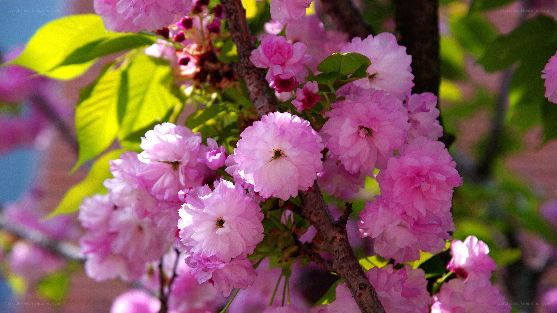 Pink cherry blossoms in bloom