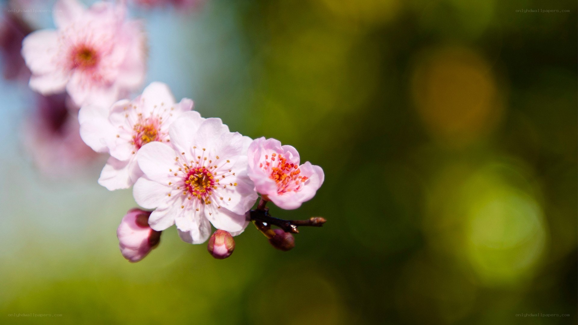 Pink cherry blossoms in bloom