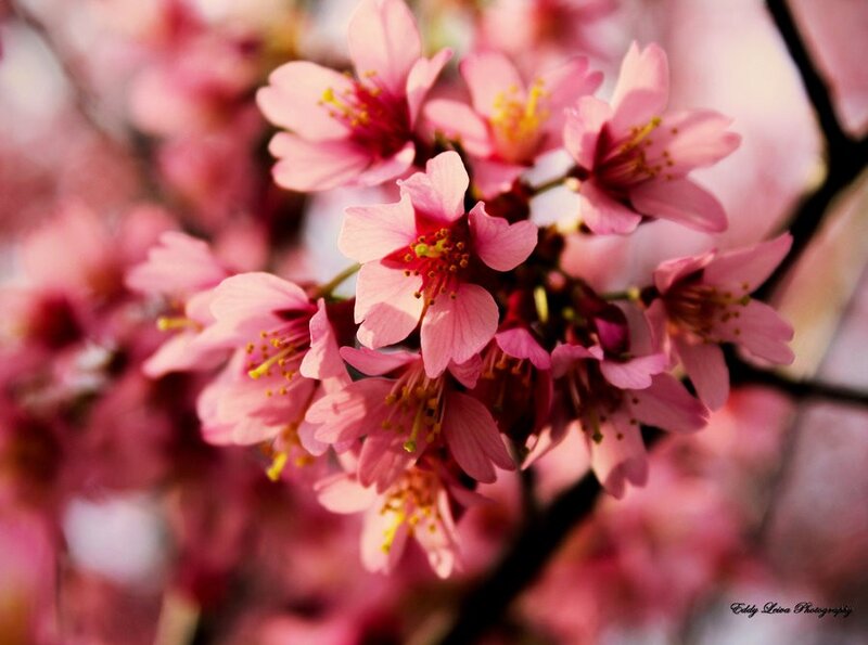 Pink cherry blossoms in bloom